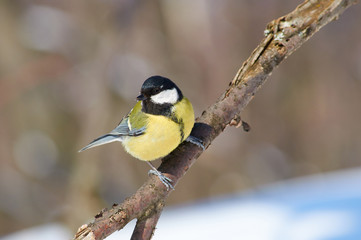 Fototapeta premium Great tit sits on a branch turning its head (in the winter in the forest park).