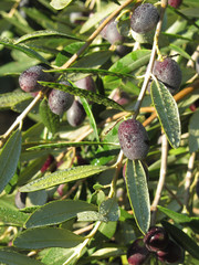 Mediterranean olive tree branches with ripe olives and green leaves bathed by the morning dew . Tuscany, Italy