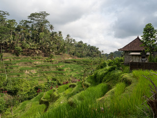 Fototapeta na wymiar Amazing green cascade rice field plantation at Tegalalang terrace. Bali, Indonesia. November, 2018