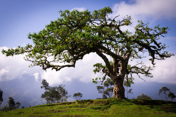 Fototapeta na wymiar El Lechero, a sacred tree of a local mythology in Otavalo, Ecuador
