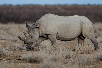 Black rhinoceros walking on the dry plains in Etosha National Park in Namibia