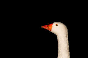 Photograph of a goose in low key with black background