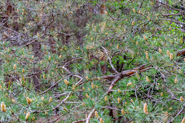 swamp area landscape view with lonely pine trees and turf fields