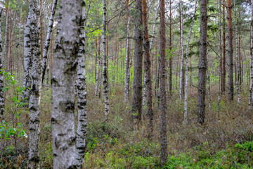 swamp area landscape view with lonely pine trees and turf fields