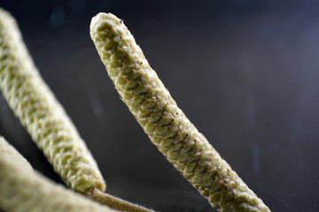 The decomposition of the foliage begins when the leaves are on the ground, by fungi, bacteria and mites 