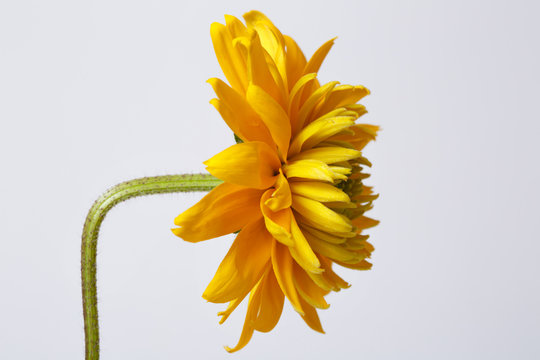 Fototapeta Yellow Rudbeckia flower isolated on gray background.
