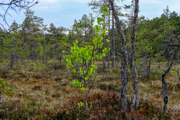 swamp area landscape view with lonely pine trees and turf fields