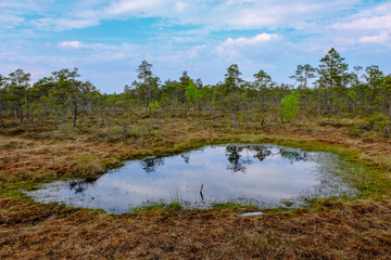 swamp area landscape view with lonely pine trees and turf fields