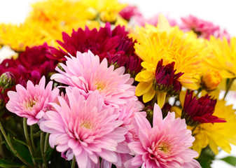  Flowers of chrysanthemum