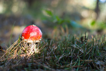 red venom mushroom fly