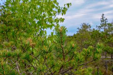 swamp area landscape view with lonely pine trees and turf fields