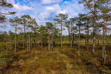 swamp area landscape view with lonely pine trees and turf fields