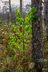 Naklejka premium widok na krajobraz bagien z samotnymi sosnami i polami darniowymi