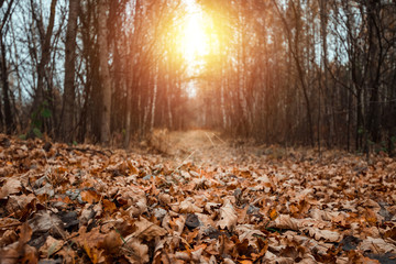The road in the dark, autumn forest. Concept of autumn, cold, yellow leaves, autumn mood. Copy space.