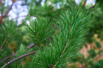 The branches of green pine close-up. Spruce needles. Background of Christmas tree branches.