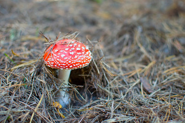 red venom mushroom fly