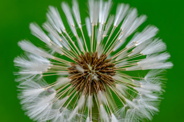 Close up of dandelion seed clock head