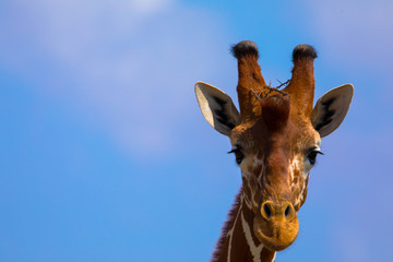 Naklejka premium Giraffe, Kopf, Nahaufnahme