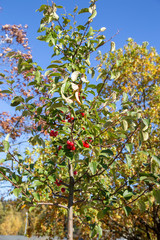 Branches of rowan berries with berries in sunlight