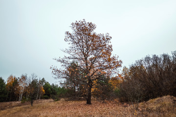 Fototapeta premium Autumn landscape, forest, field, gloomy day. Concept of autumn, cold, yellow leaves, autumn mood, sadness. Copy space.