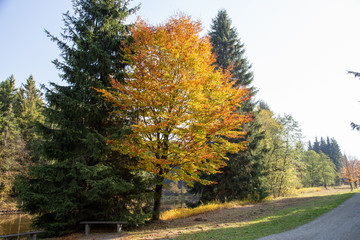 a bench at autumn trees at a path