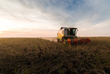 Obraz premium Harvesting of soy bean field with combine