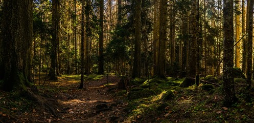 Fototapeta na wymiar Panoramic landscape, pathway in wild autumn coniferous forest with sun rays on tree trunks