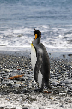 King Penguin looks out to sea in Salisbury Plain on South Georgia in Antarctica