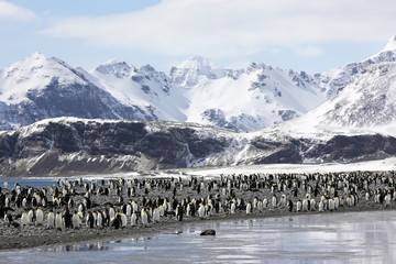 A colony of king penguins on Salisbury Plain on South Georgia in the Antarctic © Fredy Thürig