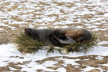 A fur seal rests on a tuft of grass on Salisbury Plain on South Georgia in the Antarctic