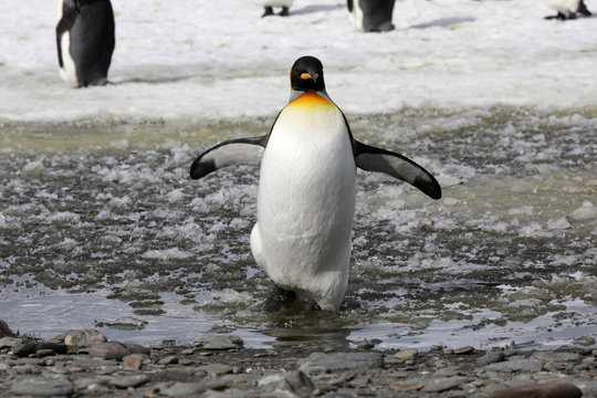 A king penguin runs in slush on Salisbury Plain on South Georgia in the Antarctic