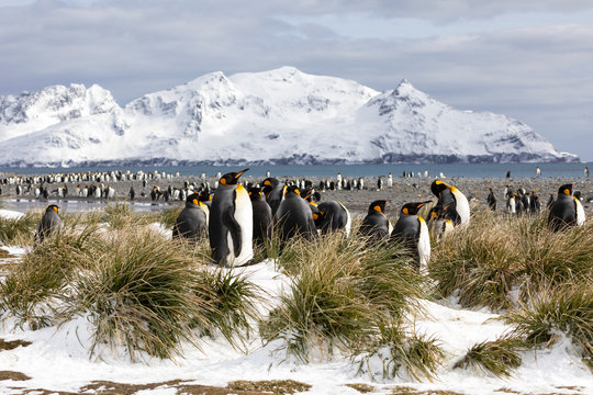 A colony of king penguins on Salisbury Plain on South Georgia in the Antarctic