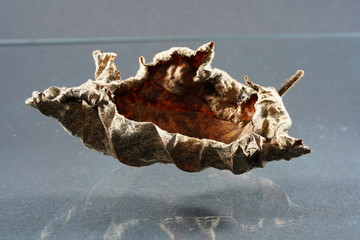 The decomposition of the foliage begins when the leaves are on the ground, by fungi, bacteria and mites 