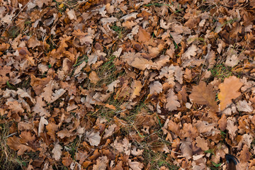 Texture, yellow leaves on the ground, top view. Concept of autumn, cold, yellow leaves, autumn mood. Copy space.