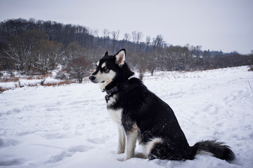 Alaskan malamute  in winter forest
