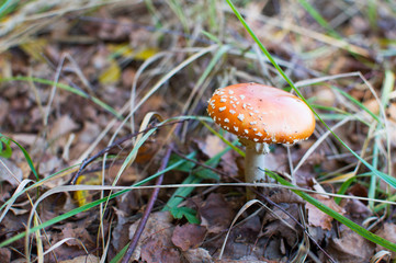 red venom mushroom fly
