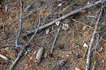 forest soil with fir cones, fallen branches and old fir cones