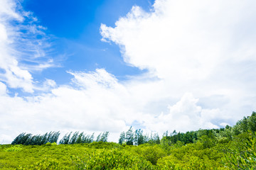 Landscapes photo Tungprongthong,mangrove forest located at rayong thailand,cloud blue sky