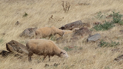 Sheep grazing on the field. OLYMPUS DIGITAL CAMERA