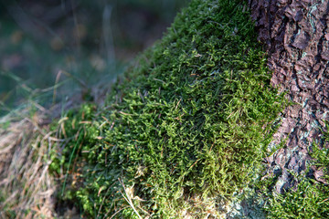 moss on a tree