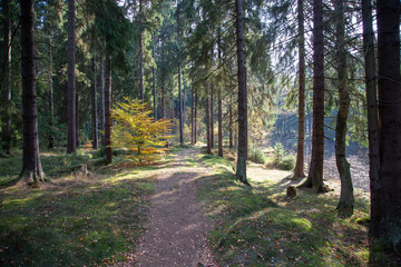 a forest path with many roots in autumn