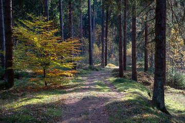 a forest path with many roots in autumn