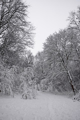 Winter forest with snow and tree 