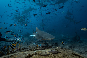 Shark feeding underwater background