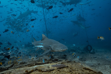 Shark feeding underwater background