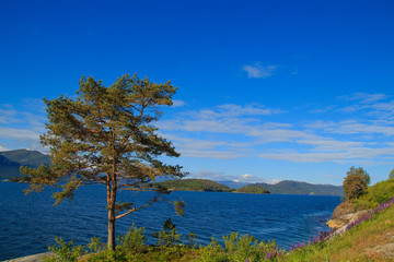 Fototapeta na wymiar Pine on the background of the bay and mountains in Norway