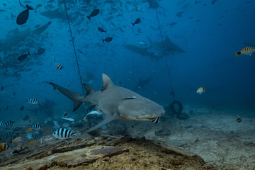 Shark feeding underwater background