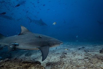 Shark feeding underwater background