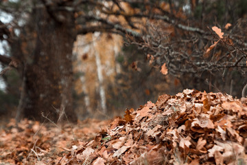 A bunch of autumn, yellow foliage on the ground, cleaning the leaves. Work in the garden. Concept autumn, yellow leaves, autumn mood. Copy space.
