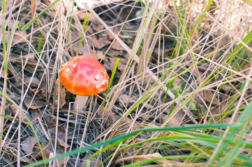 red venom mushroom fly